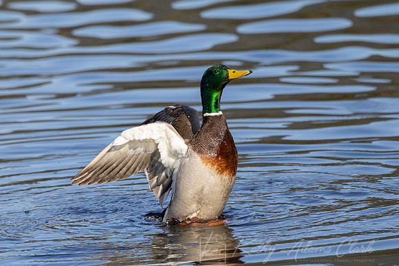 Mallard Duck KAC1337