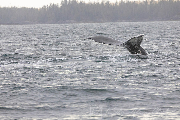Humpback whale  KAC1669