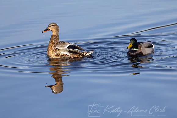 Mallard Duck KAC1352