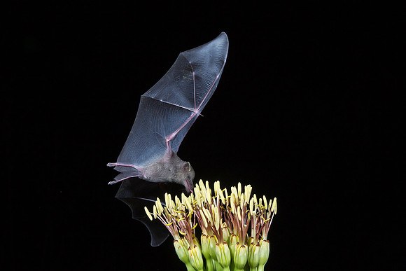 Mexican Long-tongued Bat KAC2045