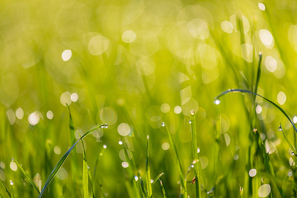 Grass Morning Spring KAC0579