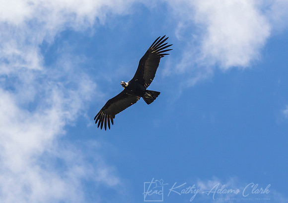 Andean Condor KAC8497