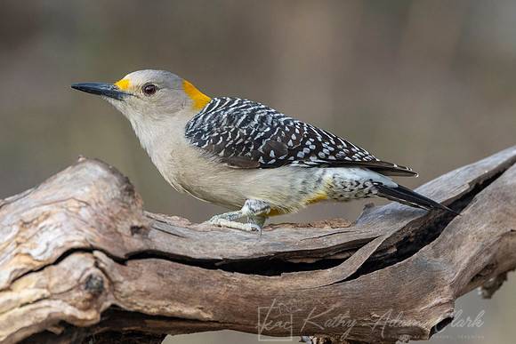 Golden-fronted woodpecker KAC2925