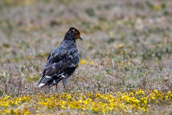 Carunculated caracara KAC8596