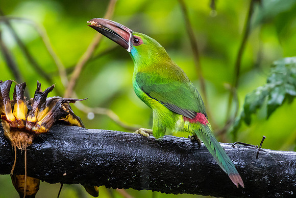 Crimson-rumped toucanet KAC0025