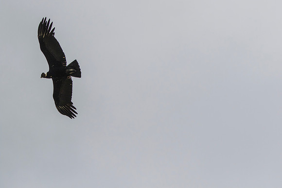 Andean Condor KAC8506