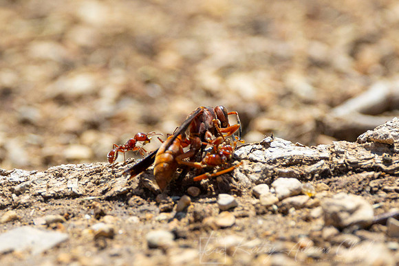 Harvester ant KAC1228