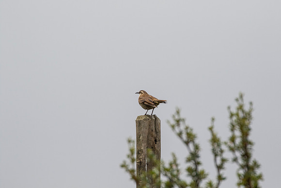 Bar-winged cinclodes KAC8698