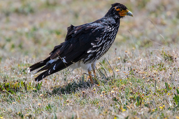 Carunculated caracara KAC8607
