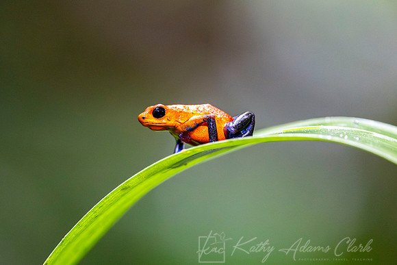 Blue-jeans frog KAC4787-Enhanced-NR