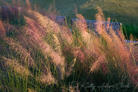 Gulf Muhly KAC6410