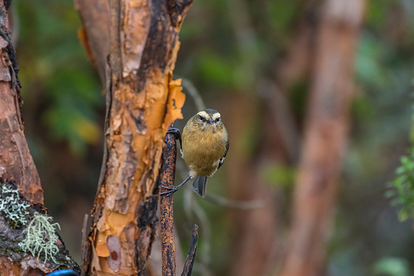 Cinereous conebill KAC0676