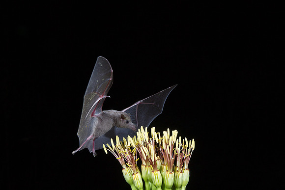 Mexican Long-tongued Bat KAC2054