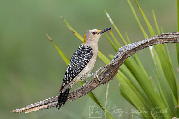 Golden-fronted woodpecker KAC6062
