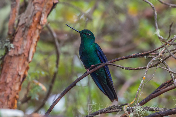 Great Sapphirewing hummingbird KAC0701