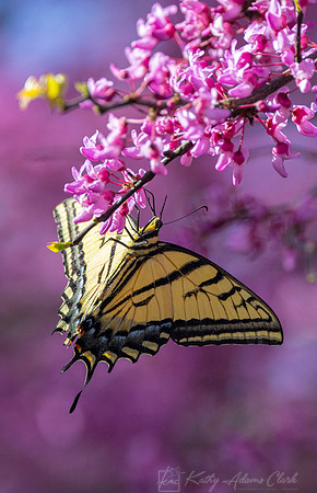 Two-tailed swallowtail KAC1861