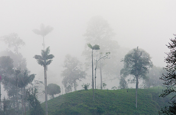 Ecaudor Jungle in fogKAC5434