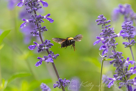 Bee species KAC5591-Enhanced-NR