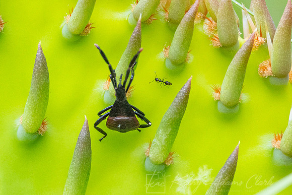 Bug Species Prickly Pear KAC8010
