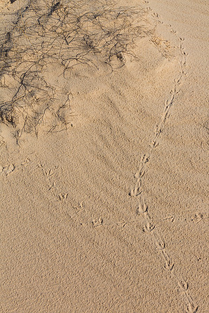 2 Monahans Sandhills State Park KAC5360