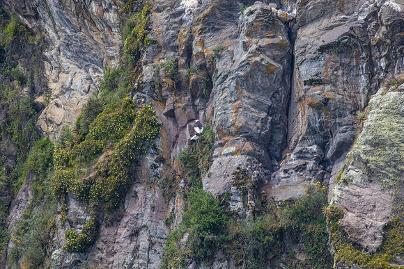 Andean Condor KAC8406