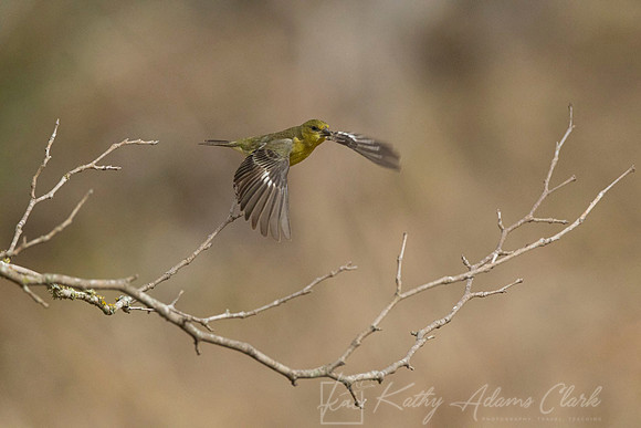 Lesser goldfinch KAC1268