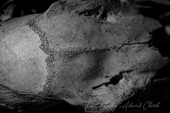 Skull White-tailed deer KAC9981