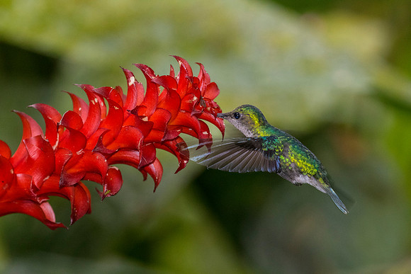 Booted racket-tail hummingbird KAC0146