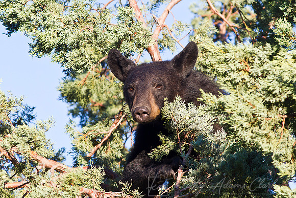 Black bear KAC6109