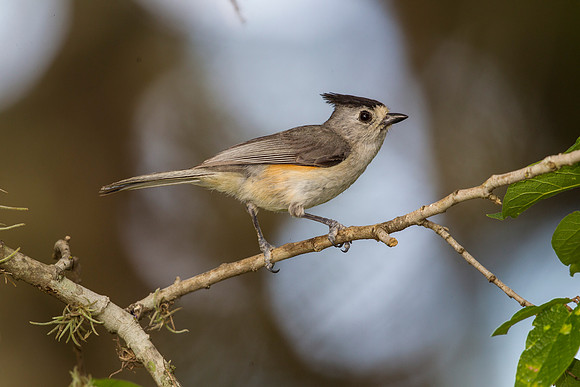 Black-crested titmouse KAC7284