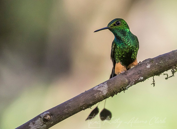 Booted Racket-tail hummingbird KAC8047