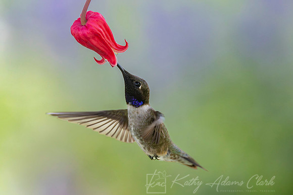 Black-chinned hummingbird KAC5601-Enhanced-NR_1