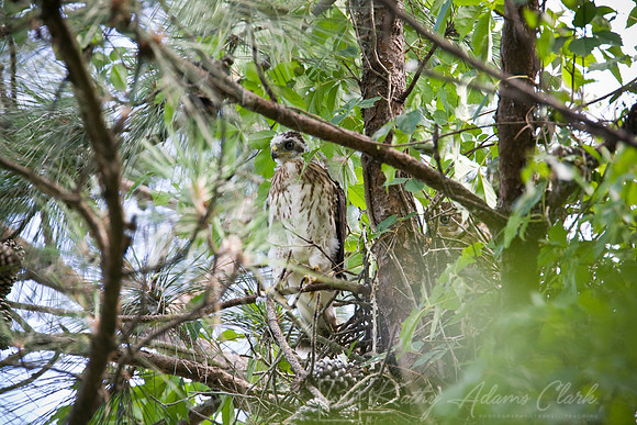 Cooper's hawk KAC1343