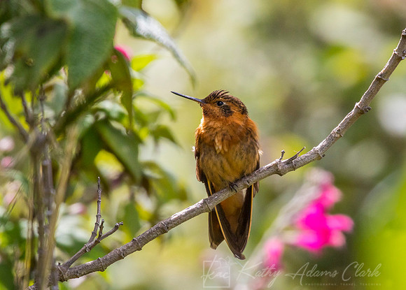 Shining sunbeam Hummingbird KAC8250