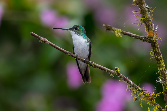 Andean emerald hummingbird KAC0897