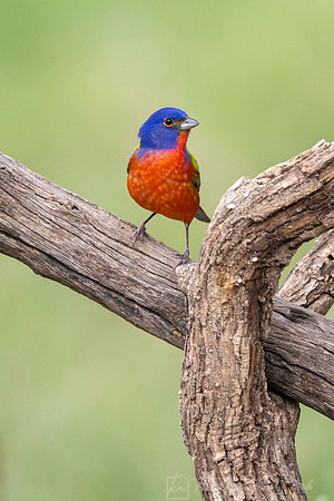 Painted bunting KAC6054