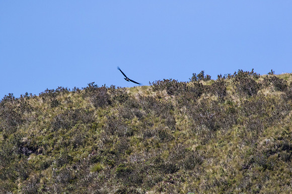 Andean Condor KAC8420