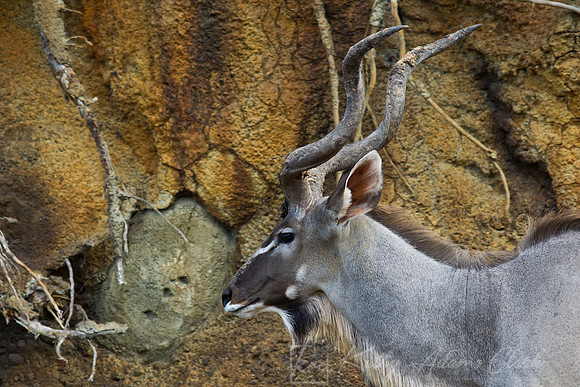 Greater kudu KAC9601