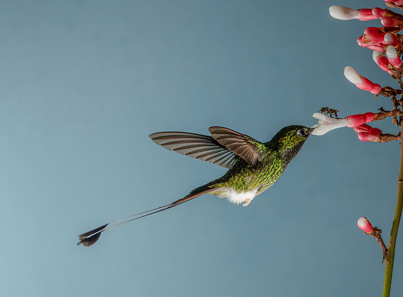 Booted racket-tail hummingbird KAC9283