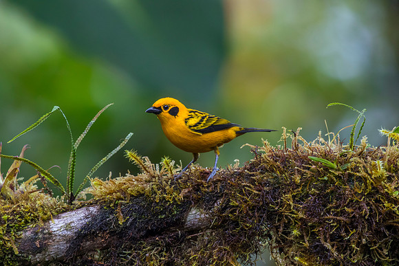 Golden tanager KAC9877