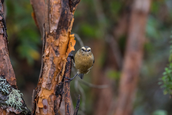 Cinereous conebill KAC0673