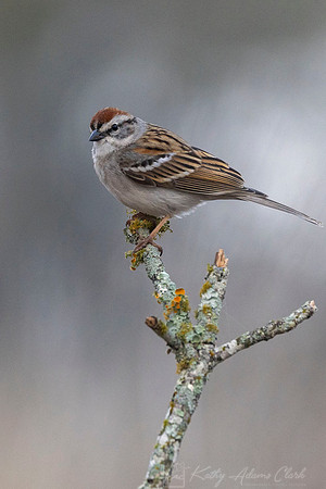 Chipping Sparrow KAC2920