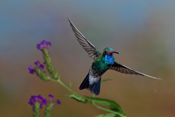 Broad-billed Hummingbird KAC2594