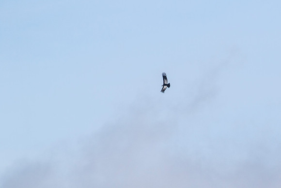 Andean Condor KAC8377