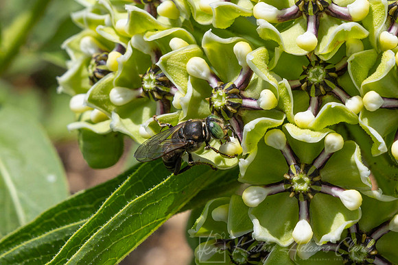 Bee species Antelope Horn KAC0960