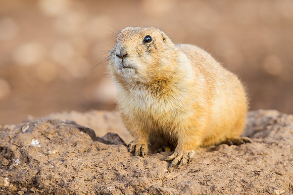4 Black-tailed prairie dog KAC4563
