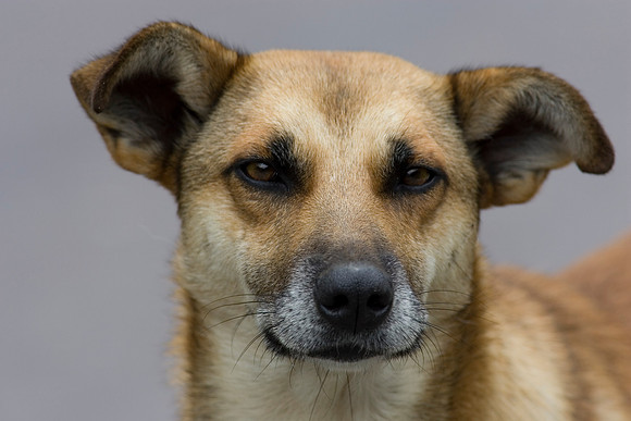 Domestic dog KAC607268