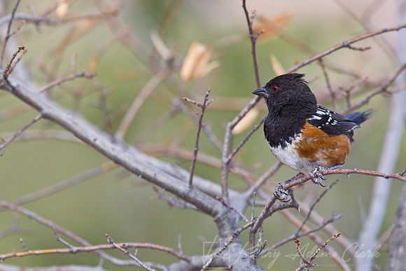 Spotted towhee KAC4862