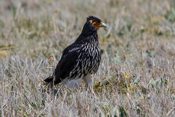 Carunculated caracara KAC8636