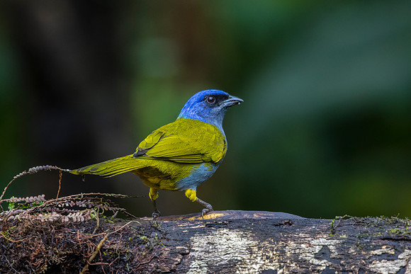 Blue-capped tanager KAC9842